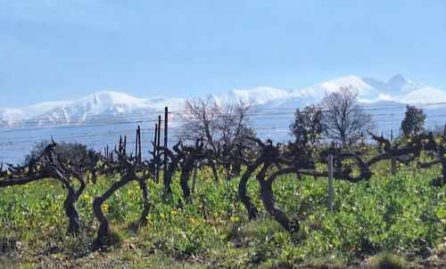 Vigne et canigou au printemps