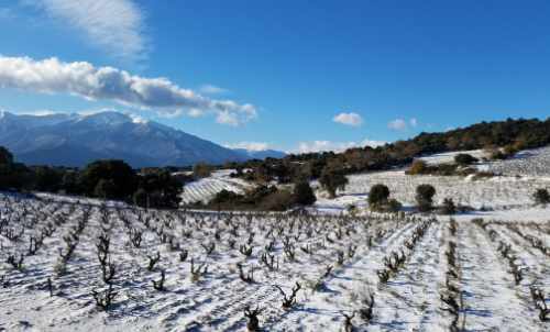 Canigou et vignes tarerach